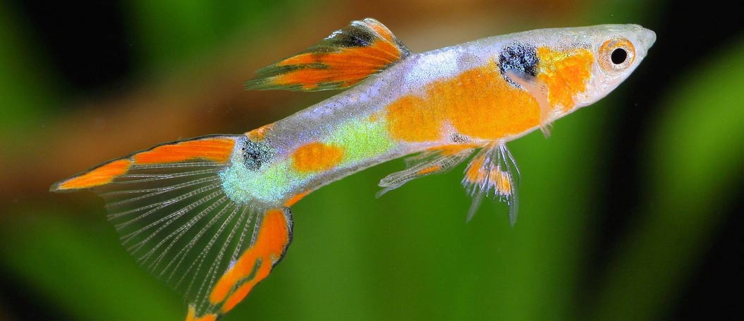 小黑ddos压力测试平台