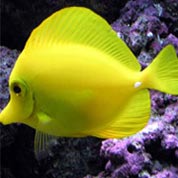 网页攻击器教程