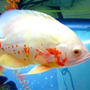 攻击网站服务器