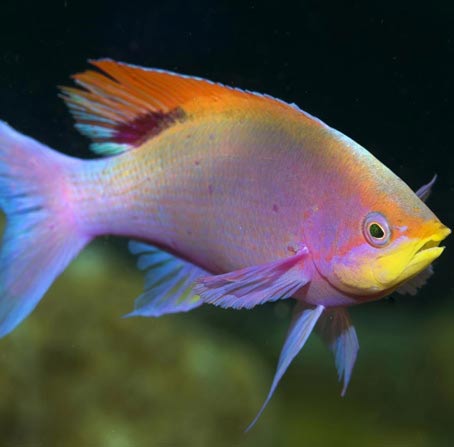 在线DDOS攻击平台